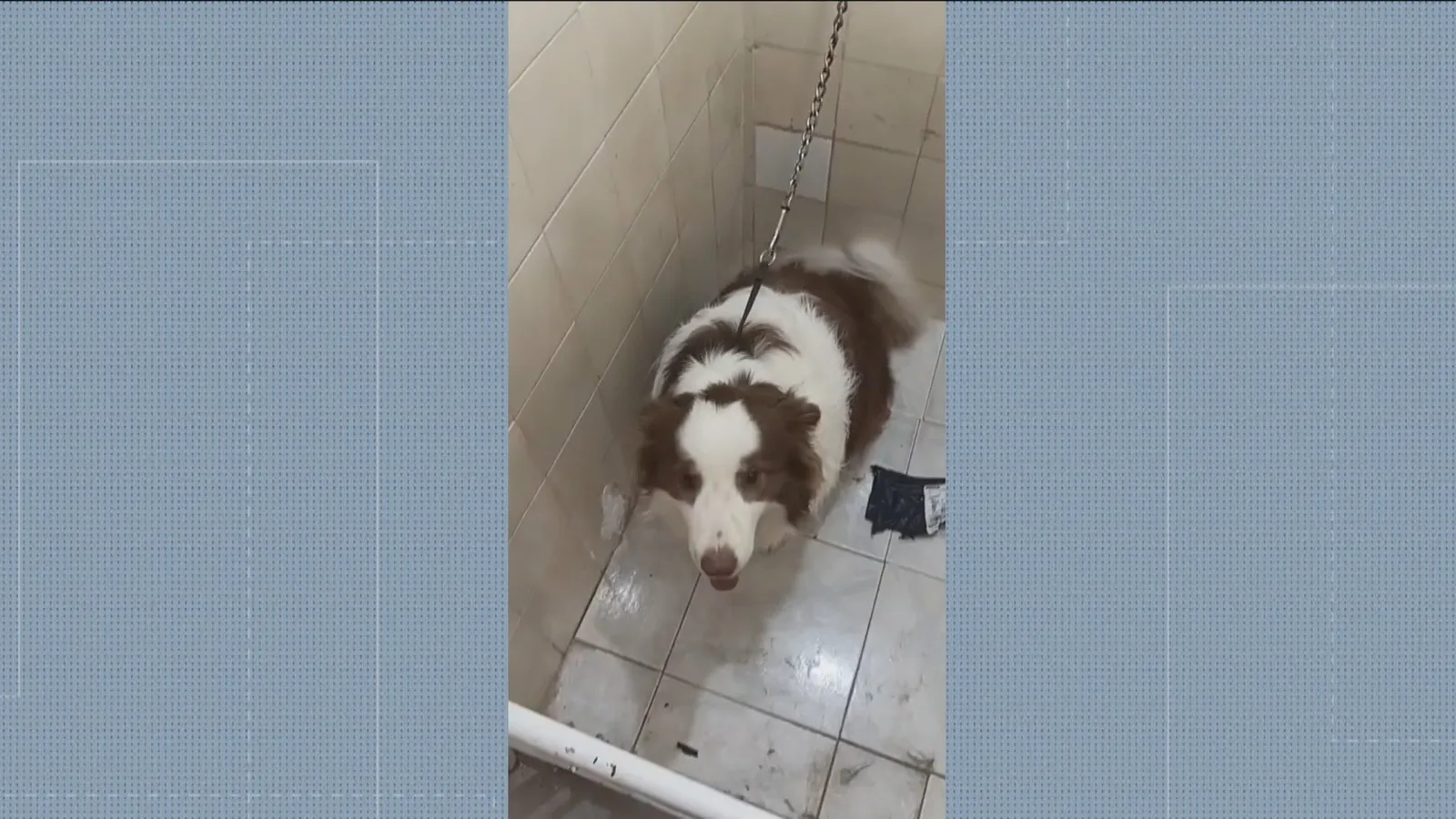 Casal responsável por creche de cães é indiciado por maus-tratos após vídeos