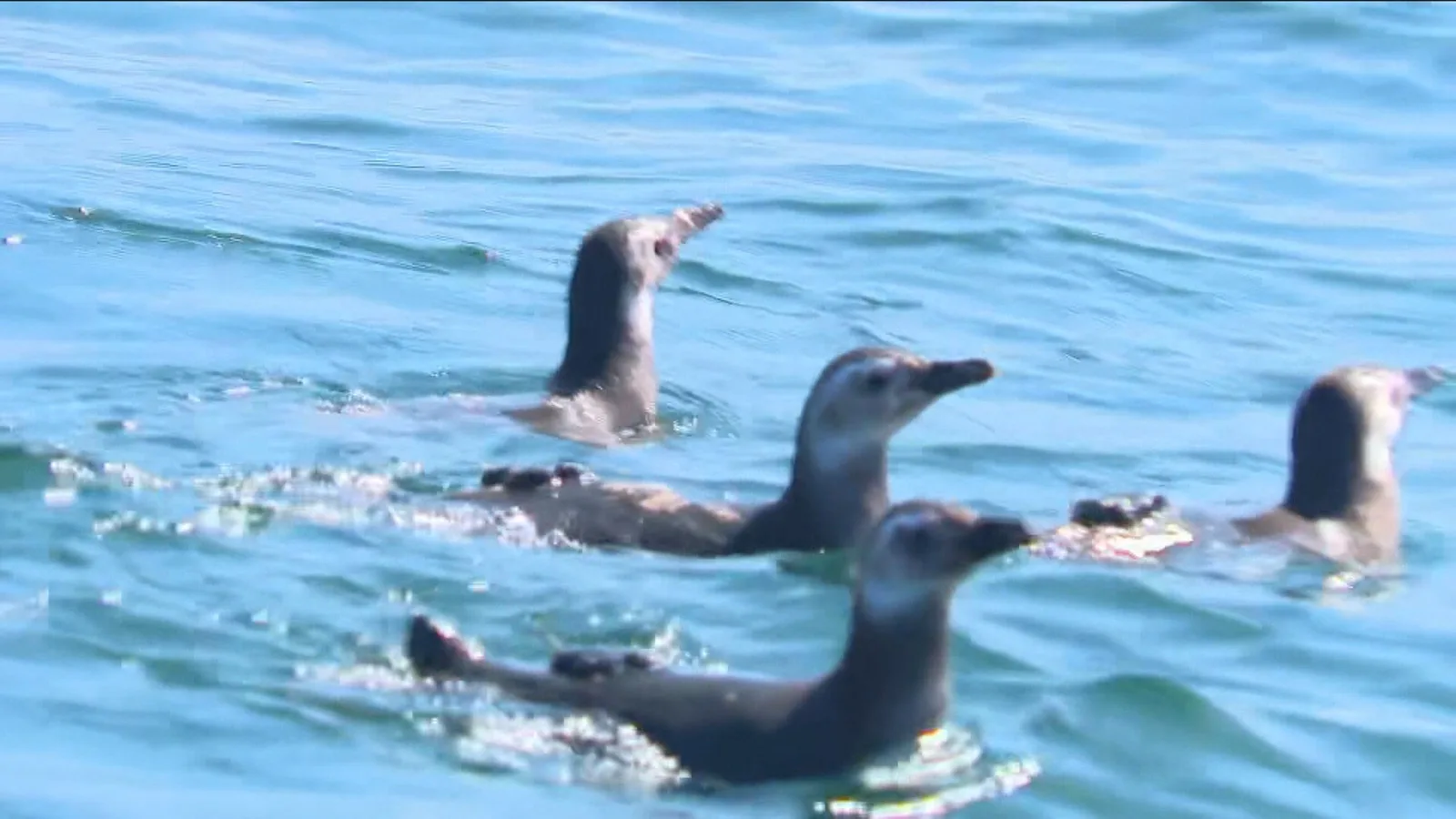 Pinguins são soltos na Baía de Guanabara após até quatro meses de cuidados