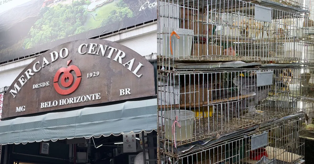 Belo Horizonte restringe venda de animais e exige licenciamento de estabelecimentos