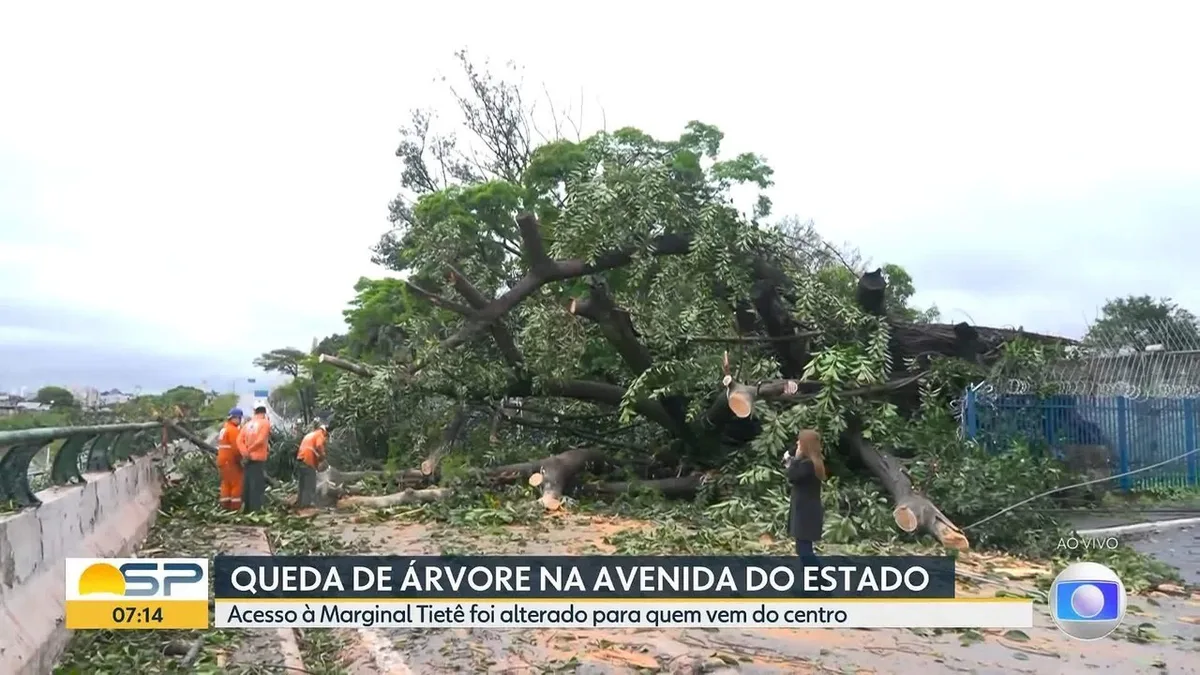 Árvore derrubada interdita acesso da Avenida do Estado à Marginal Tietê