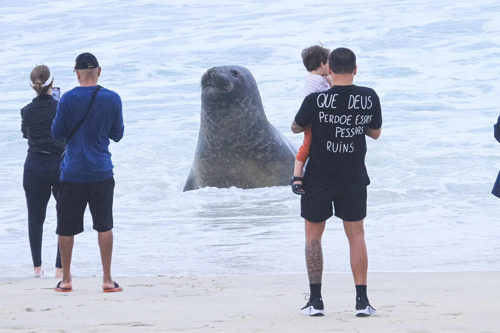 Elefante-marinho é isolado após aparecer em praia do Rio de Janeiro