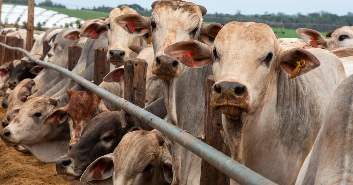 Casal troca telecomunicações por fazenda automatizada e IA para gado leiteiro