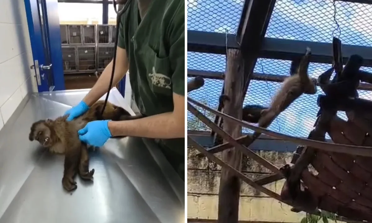 Macaco-prego é resgatado após circular por regiões da capital