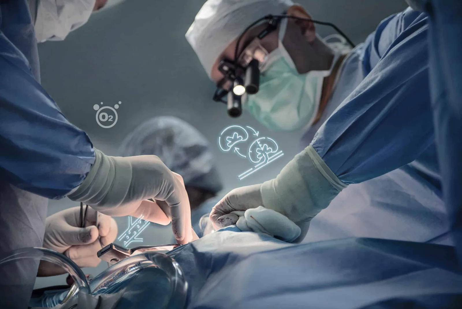 Rim suíno modificado serviu de ponte até transplante humano nos EUA