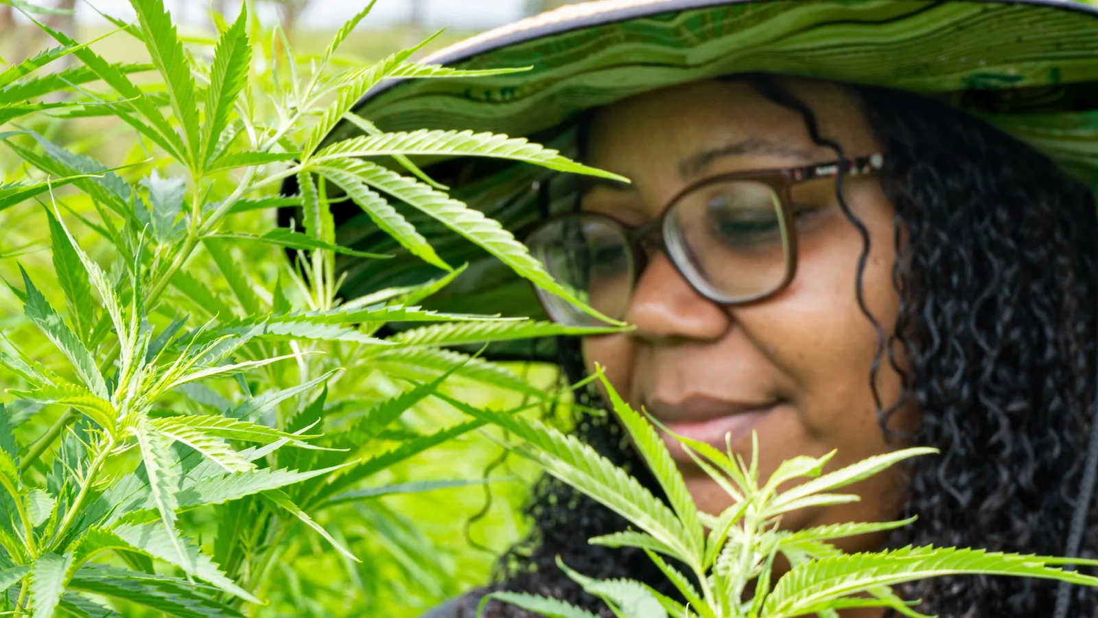 AbraRio obtém autorização judicial para cultivar cannabis medicinal no Rio de Janeiro