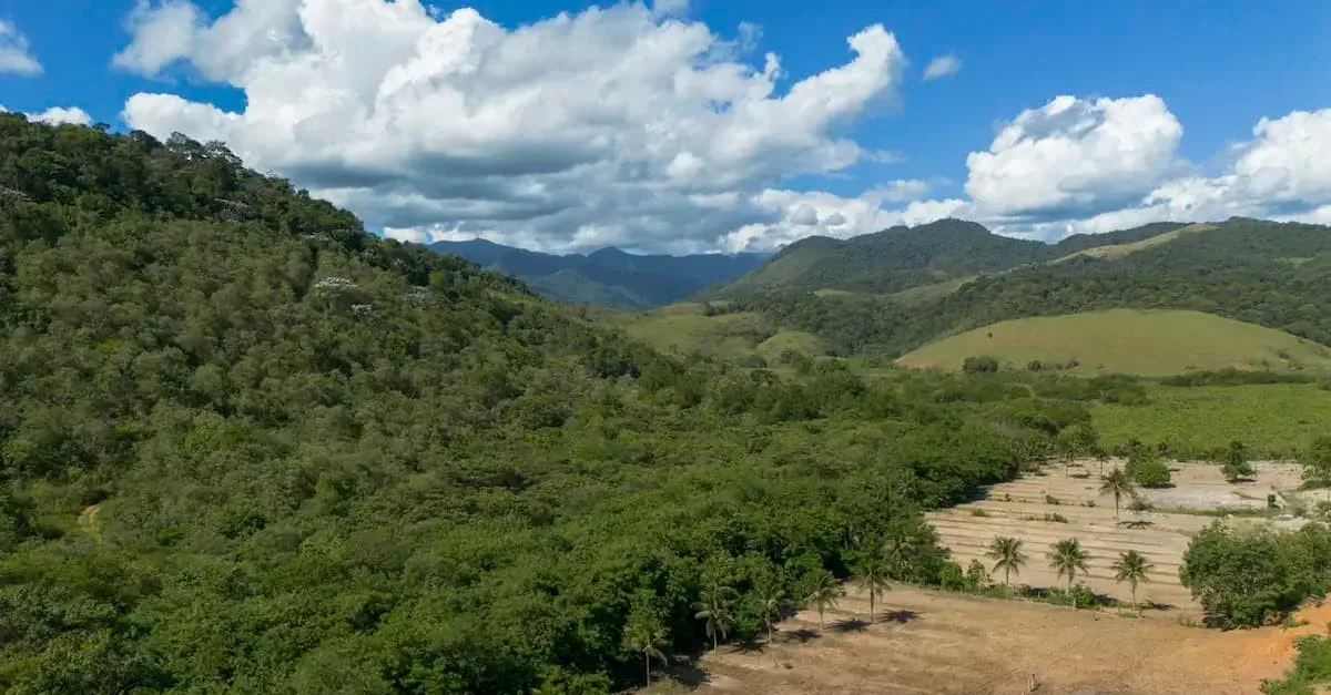 Mata Atlântica perde vegetação madura enquanto agricultura amplia área desde 1985