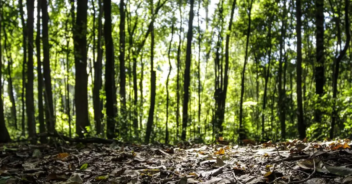 Minas Gerais concentra maior valor da silvicultura brasileira em 2025