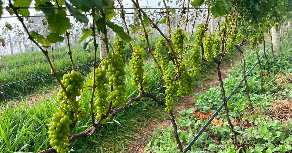 Produtores articulam rota de vinhos e turismo rural em Ritápolis