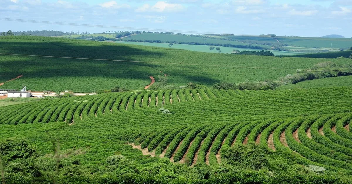 Economia de Minas cresce no segundo trimestre, impulsionada pela agropecuária