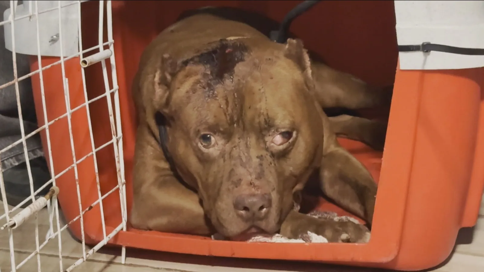 Menina morre após ataque de pitbull na Zona Oeste do Rio