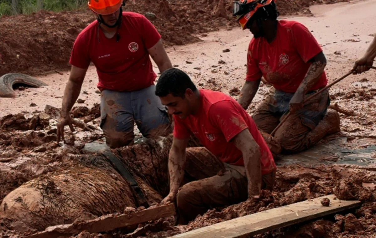 Égua morre após ser retirada de terreno onde ficou soterrada em Itapevi